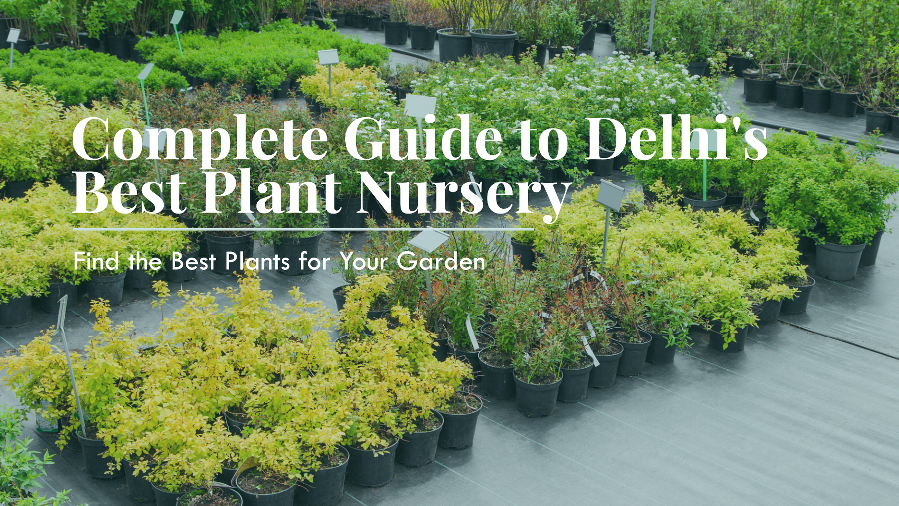 Government Plant Nursery Near Me: A Complete Guide for Gardeners in Delhi