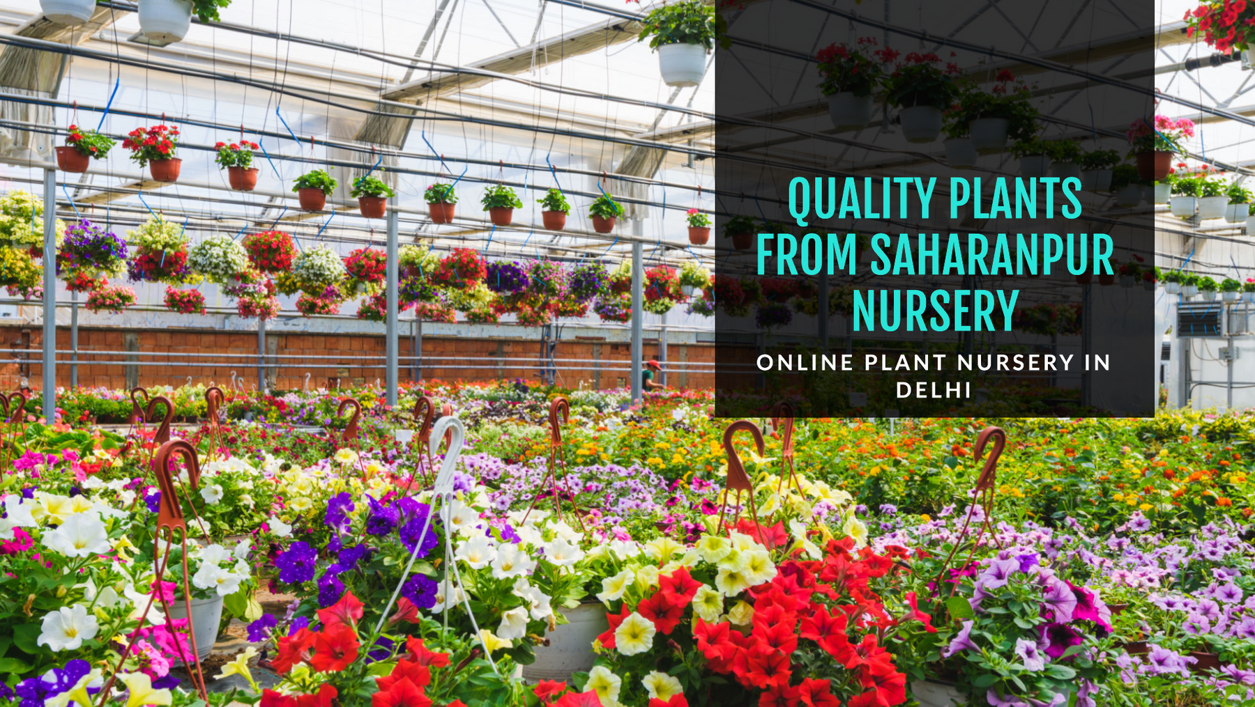Online Plant Nursery in Delhi: Buy Quality Plants from Saharanpur Nursery
