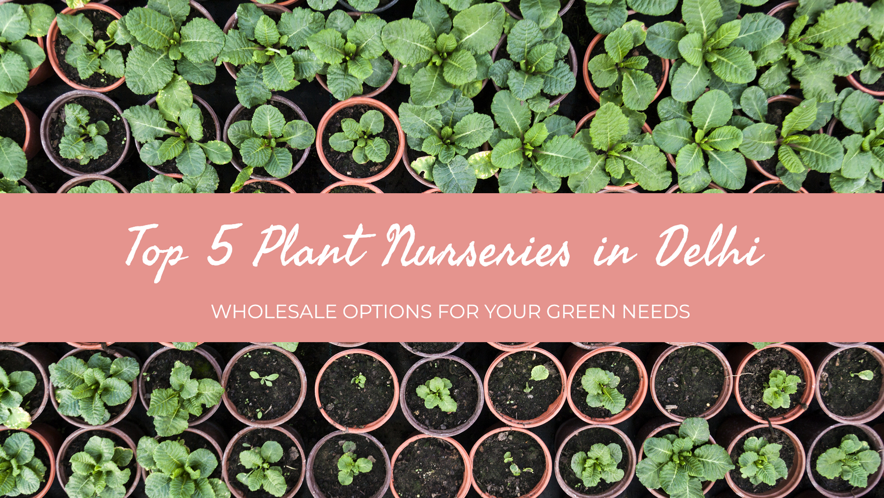 Top 5 Wholesale Plant Nurseries in Delhi You Should Visit