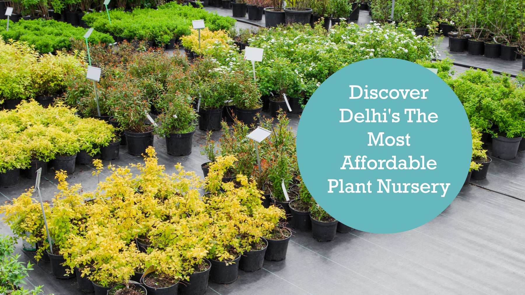 Affordable Gardening: Cheapest Plant Nursery in Delhi Revealed
