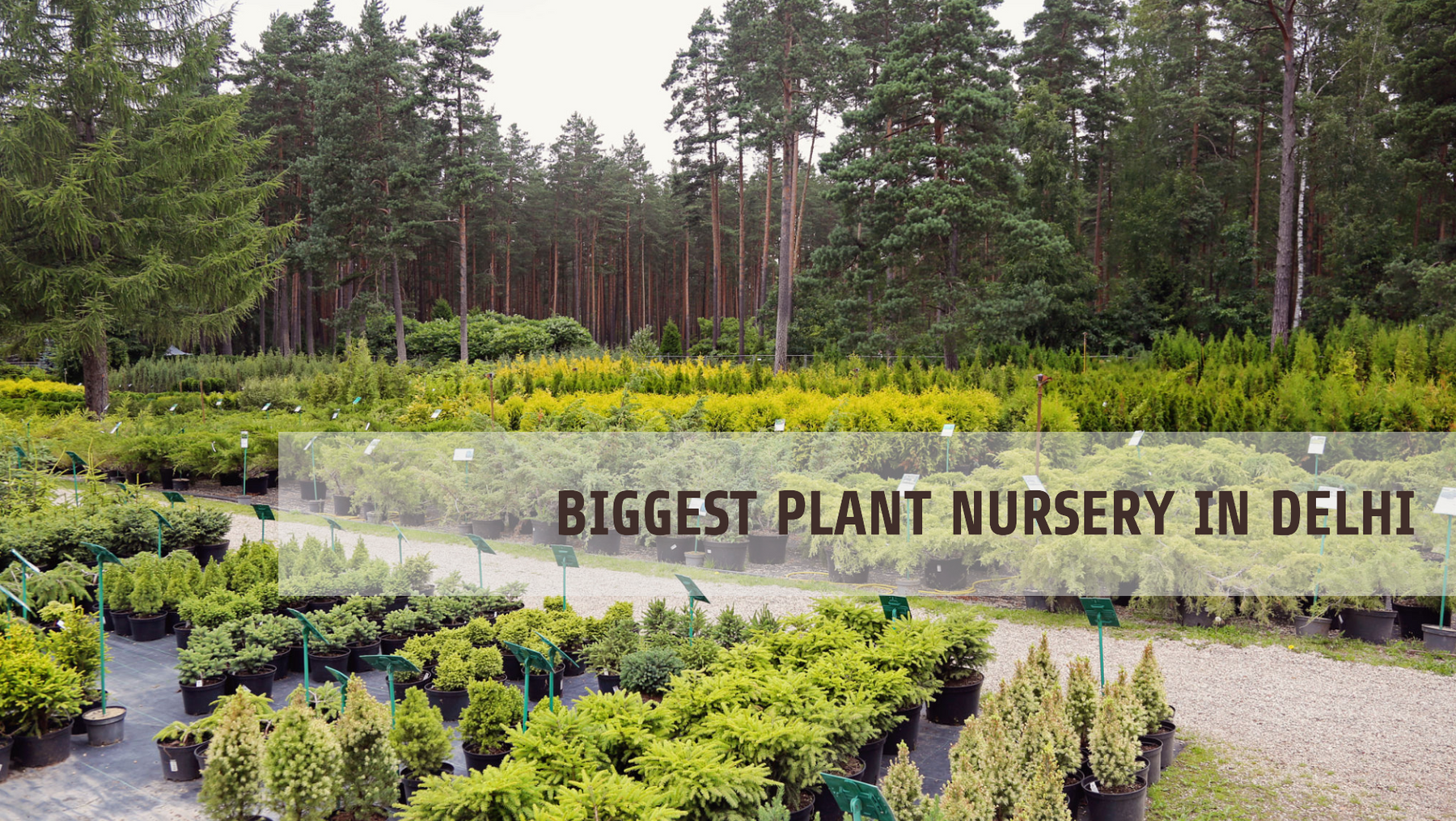 Biggest Plant Nursery in Delhi: Everything You Need to Know
