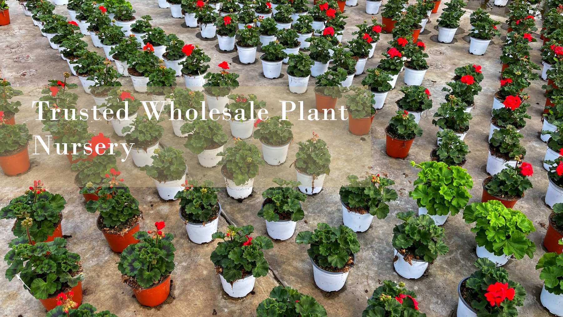 Saharanpur Nursery: Your Trusted Wholesale Plant Nursery Near Delhi