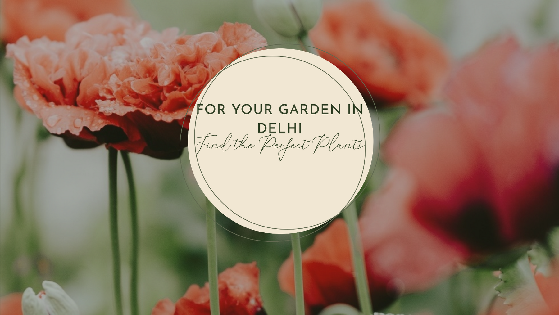 How to Find the Best Plant Nursery in Delhi for Your Garden
