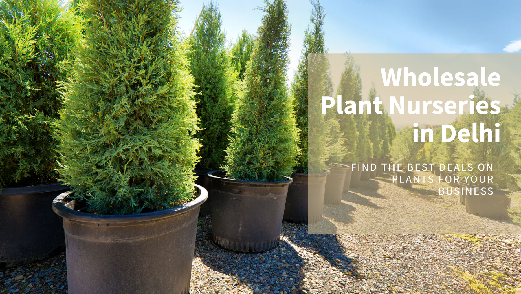 The Ultimate Guide to Wholesale Plant Nurseries in Delhi