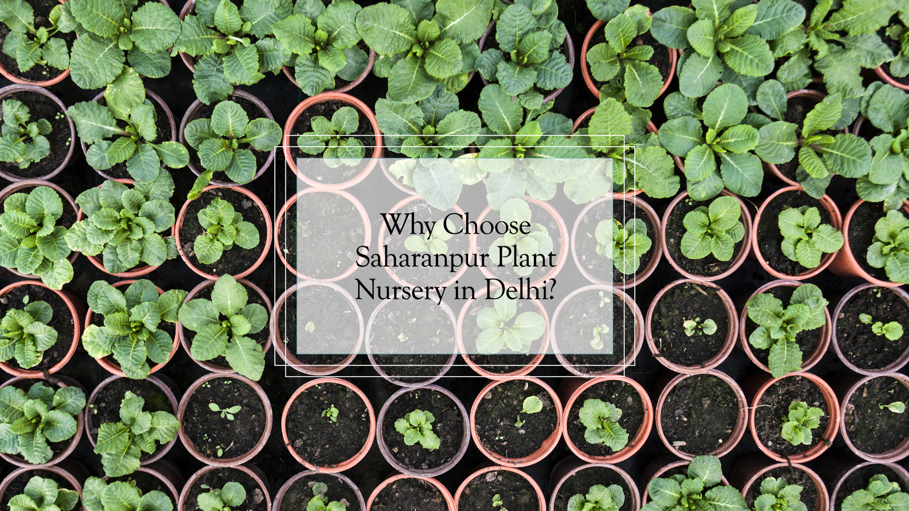 Top Reasons to Choose Saharanpur Plant Nursery in Delhi