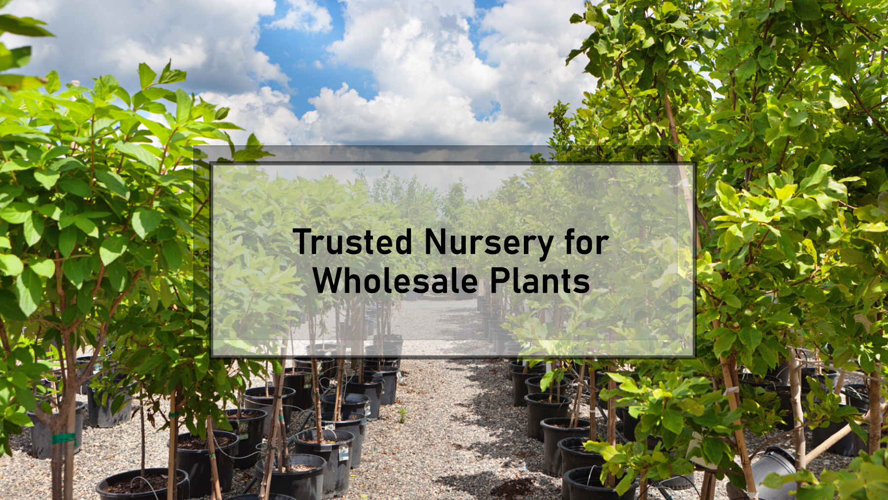 Buy Wholesale Plants Online from a Trusted Nursery in Delhi