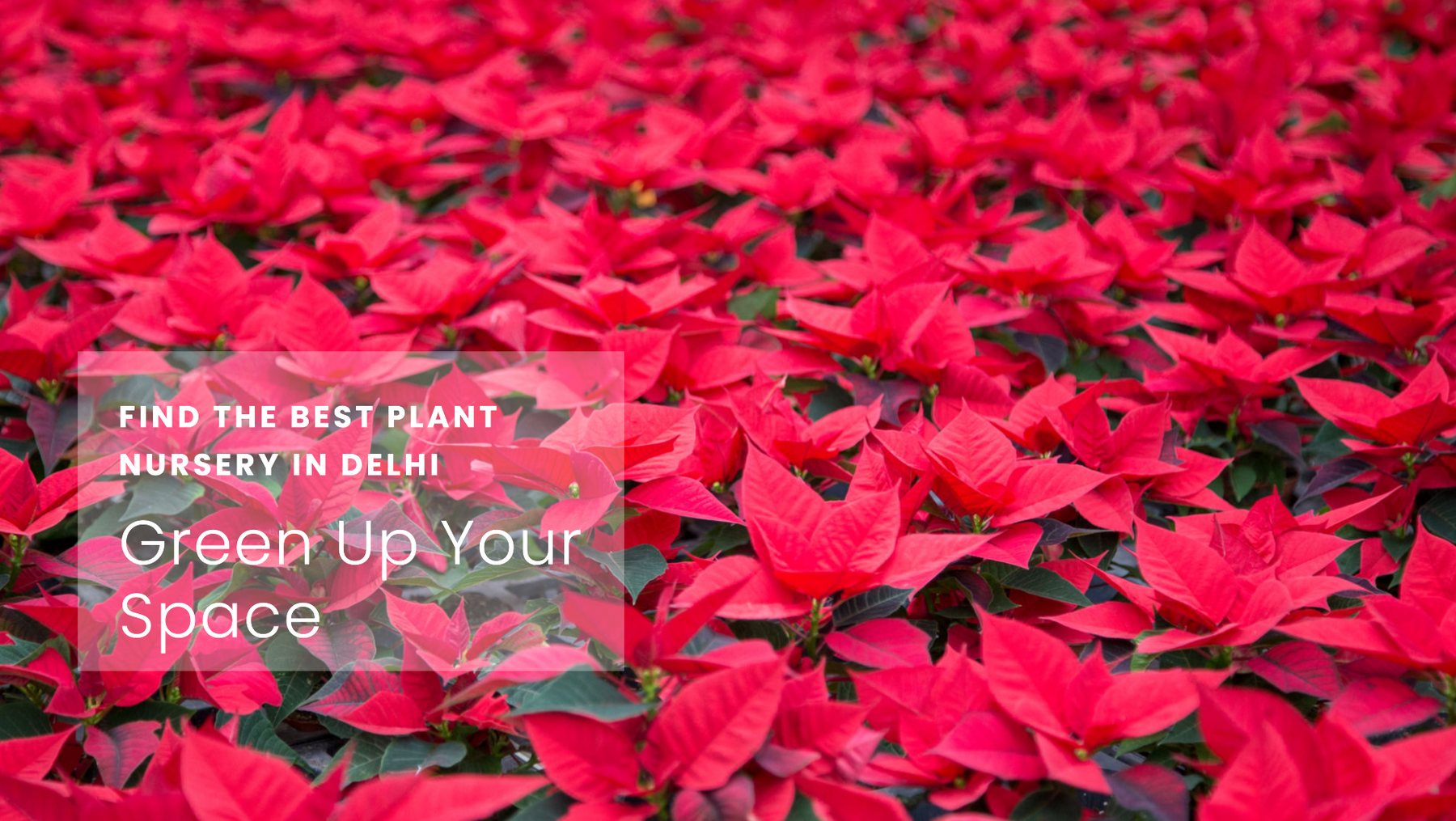 Best Plant Nursery in Delhi for Home Gardeners and Landscapers