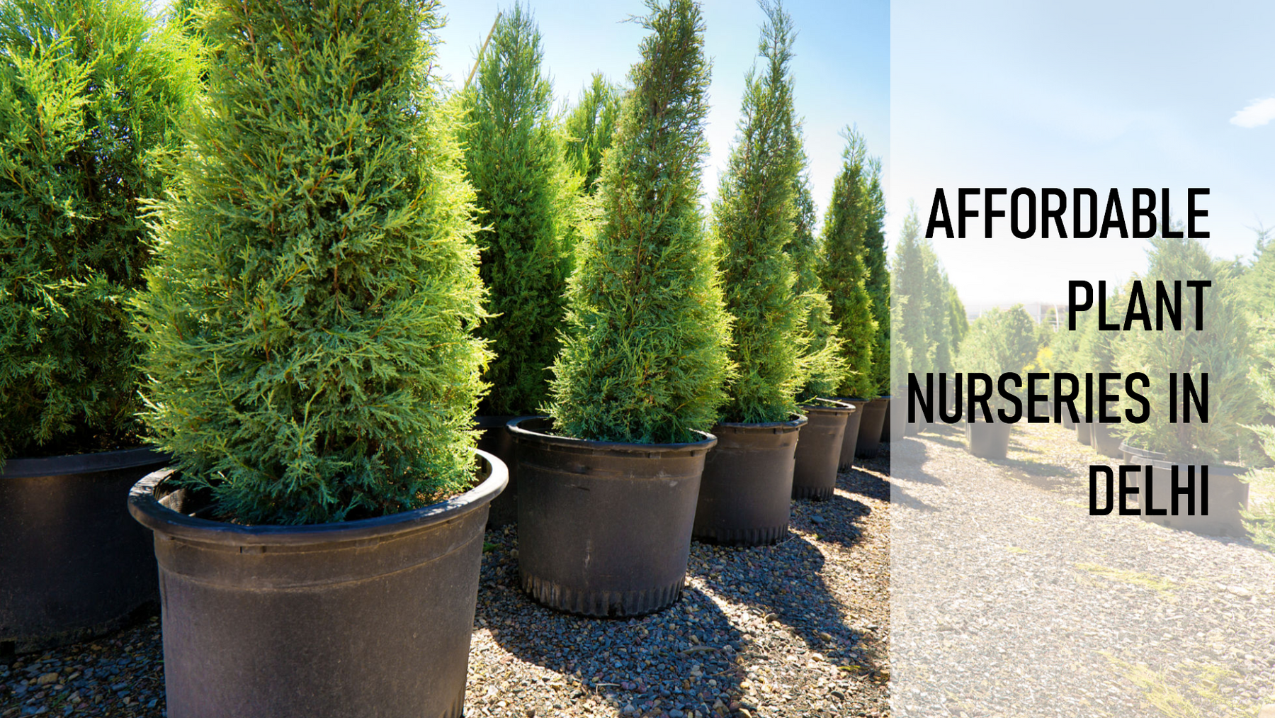 Where to Buy Affordable Plants in Delhi: Nursery Recommendations