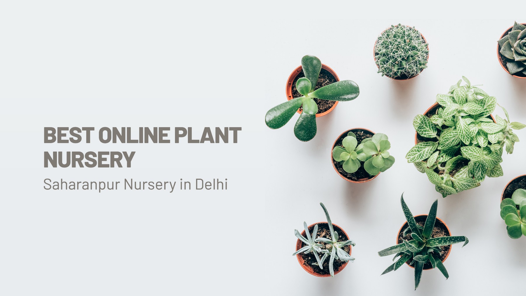 Saharanpur Nursery: Best Online Plant Nursery in Delhi