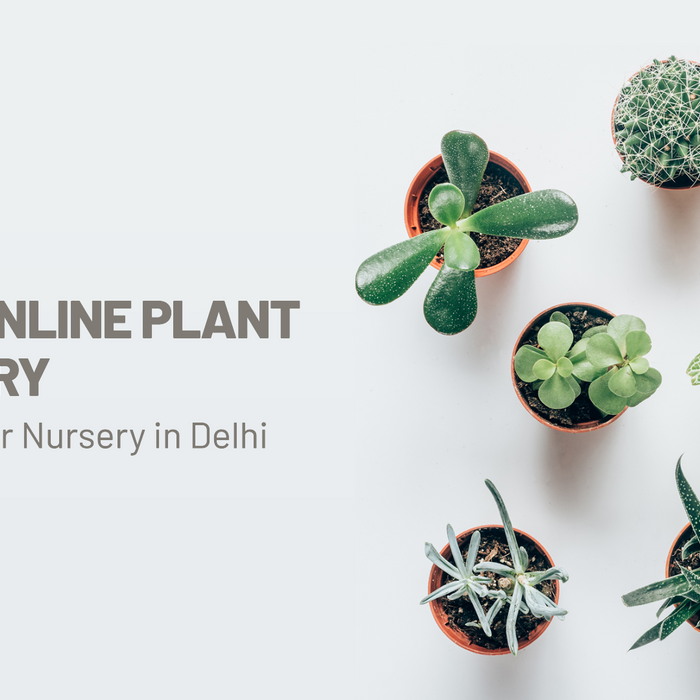 Saharanpur Nursery: Best Online Plant Nursery in Delhi