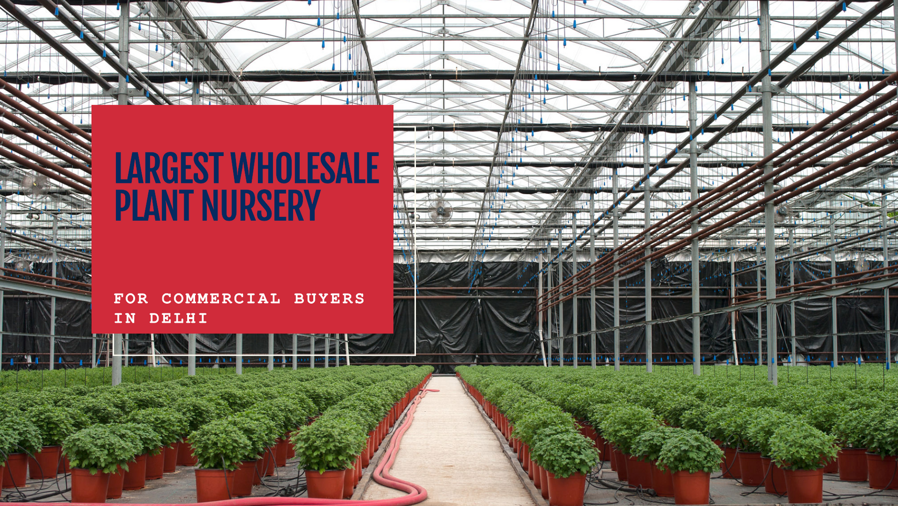 Biggest Wholesale Plant Nursery in Delhi for Commercial Buyers