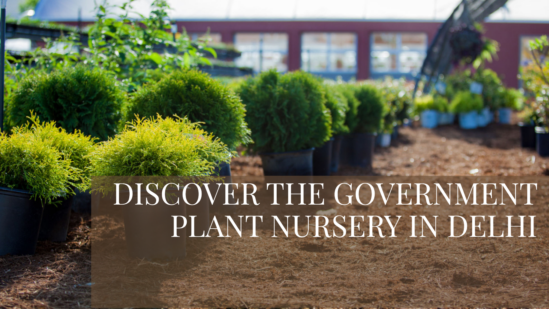 Government Plant Nursery in Delhi: What You Need to Know
