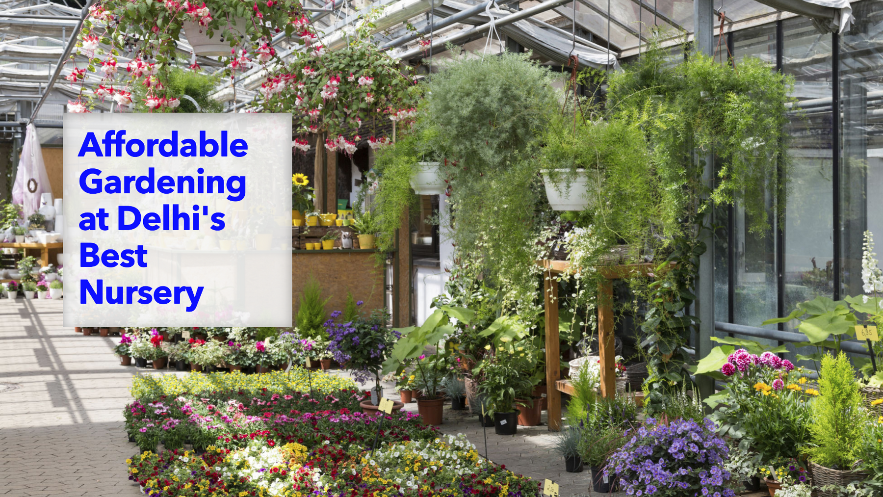 Best Plant Nursery in Delhi for Affordable Gardening