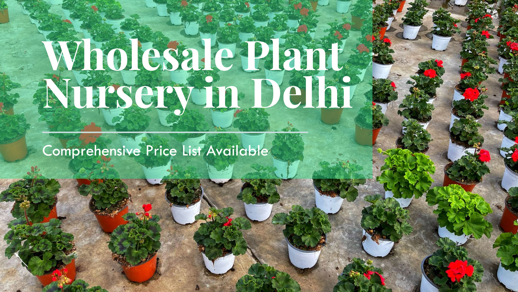 Top Wholesale Plant Nursery in Delhi with a Comprehensive Price List