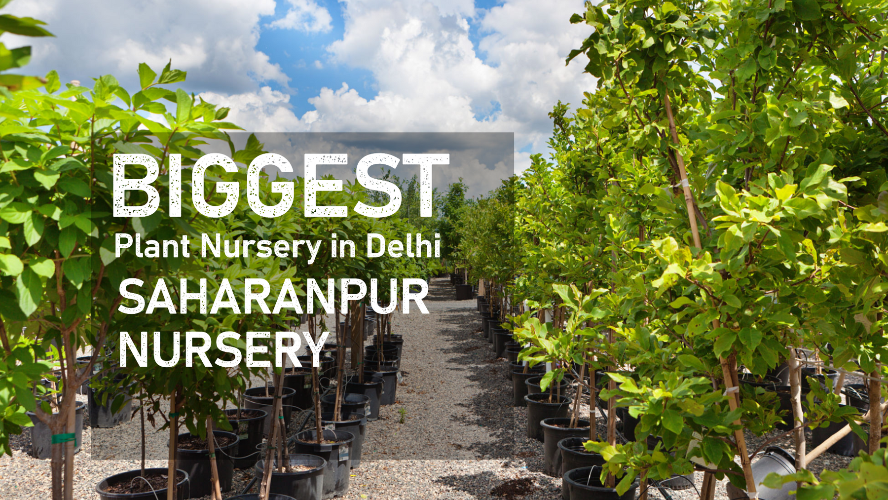 Discover the Biggest Plant Nursery in Delhi for All Your Gardening Needs
