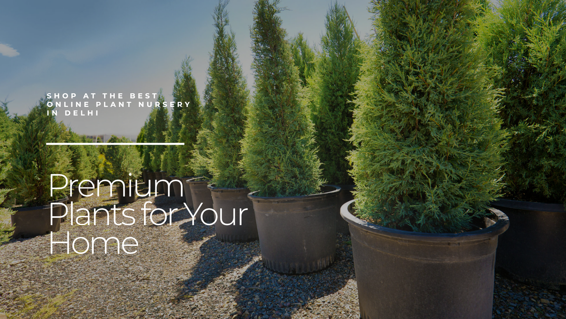 Online Plant Nursery in Delhi: Shop for Premium Quality Plants