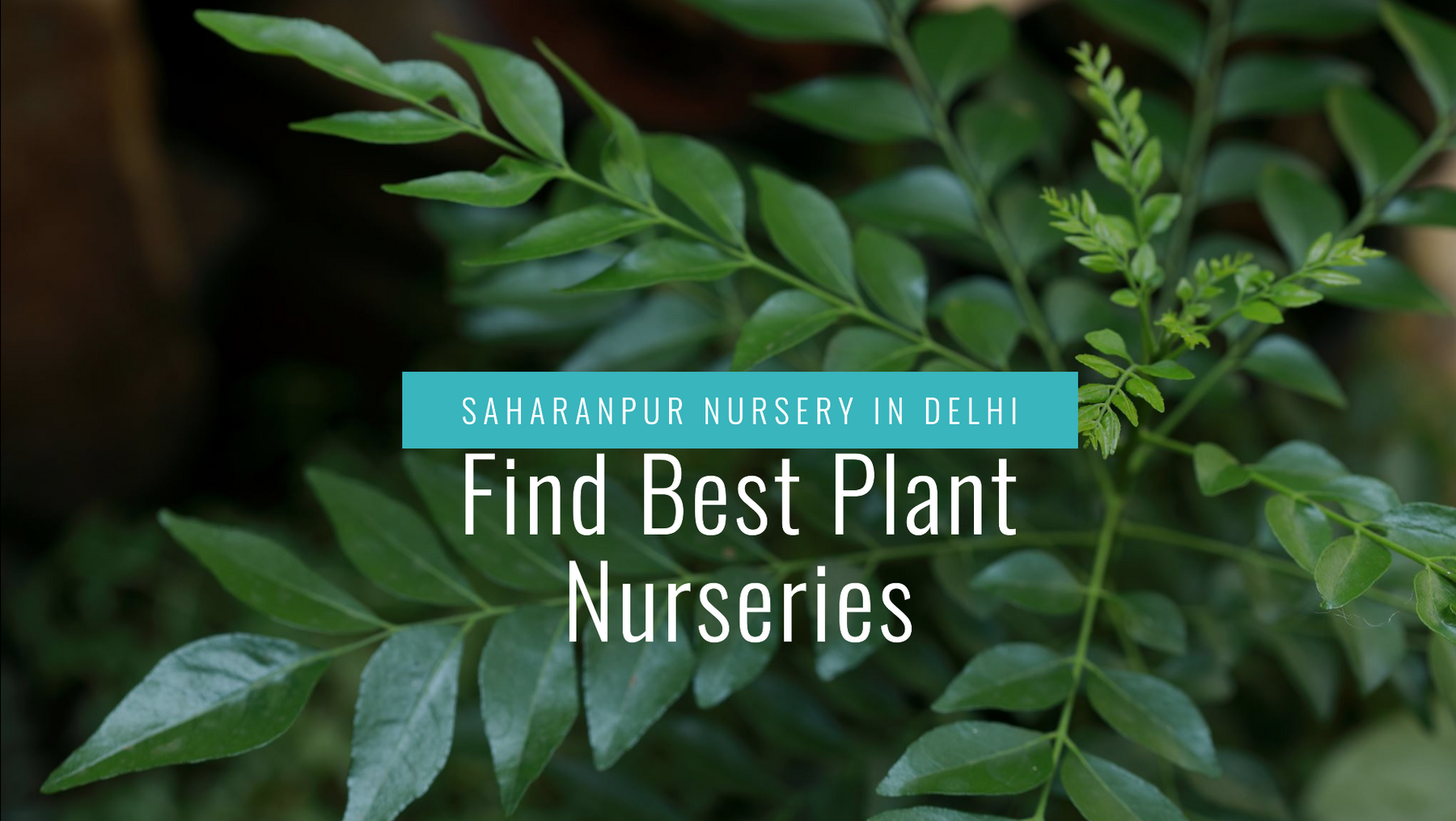 How to Locate a Free Plant Nursery Near Me in Delhi