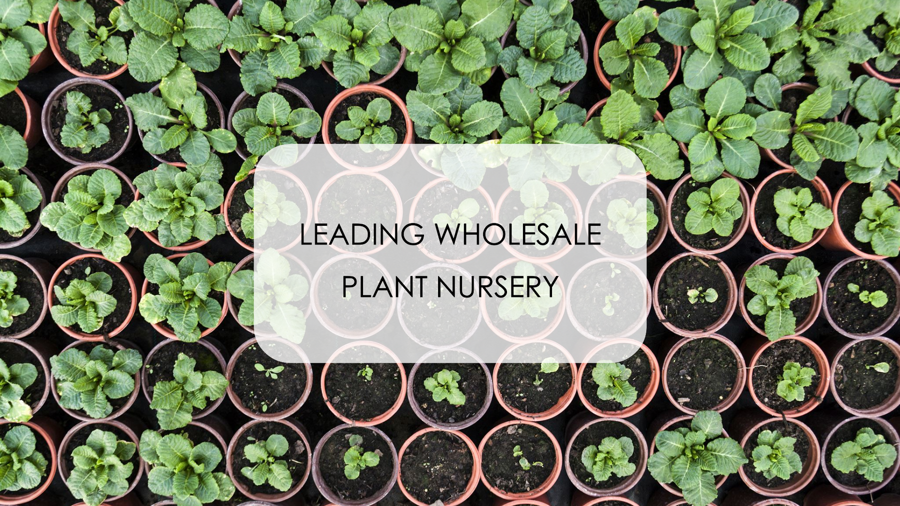 Saharanpur Nursery: Leading Wholesale Plant Nursery in Delhi Online