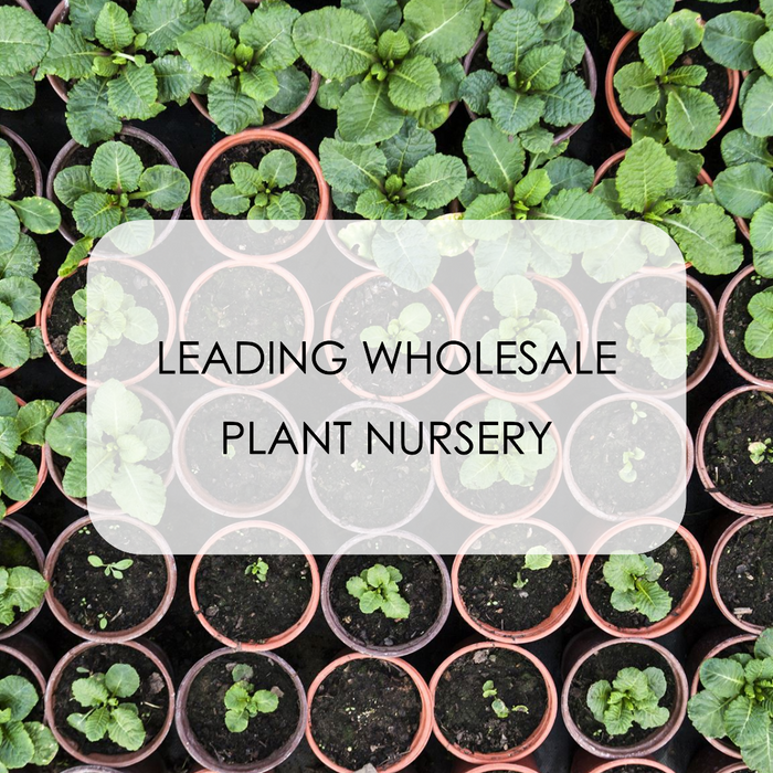 Saharanpur Nursery: Leading Wholesale Plant Nursery in Delhi Online