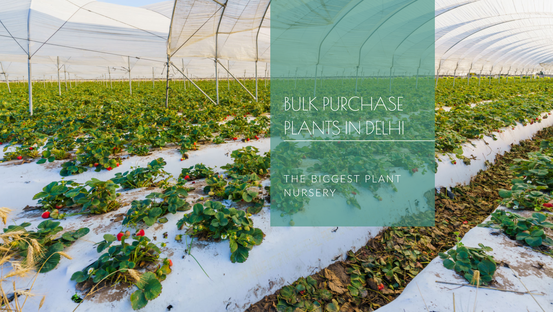 Biggest and Cheapest Plant Nursery in Delhi for Bulk Purchases