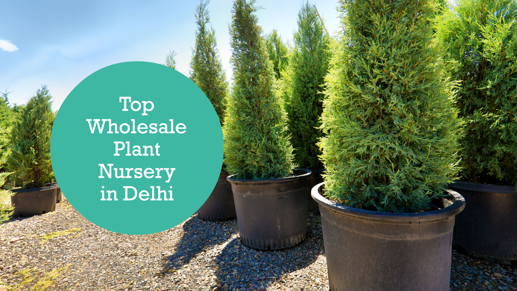 Wholesale Plant Nursery Near Me: Top Picks in Delhi