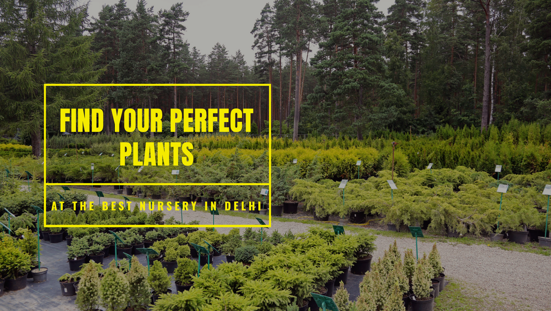 Explore the Best Plant Nursery Near You in Delhi