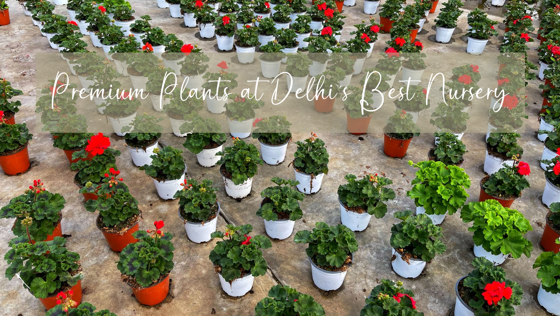 Best Plant Nursery in Delhi for Premium and Affordable Plants