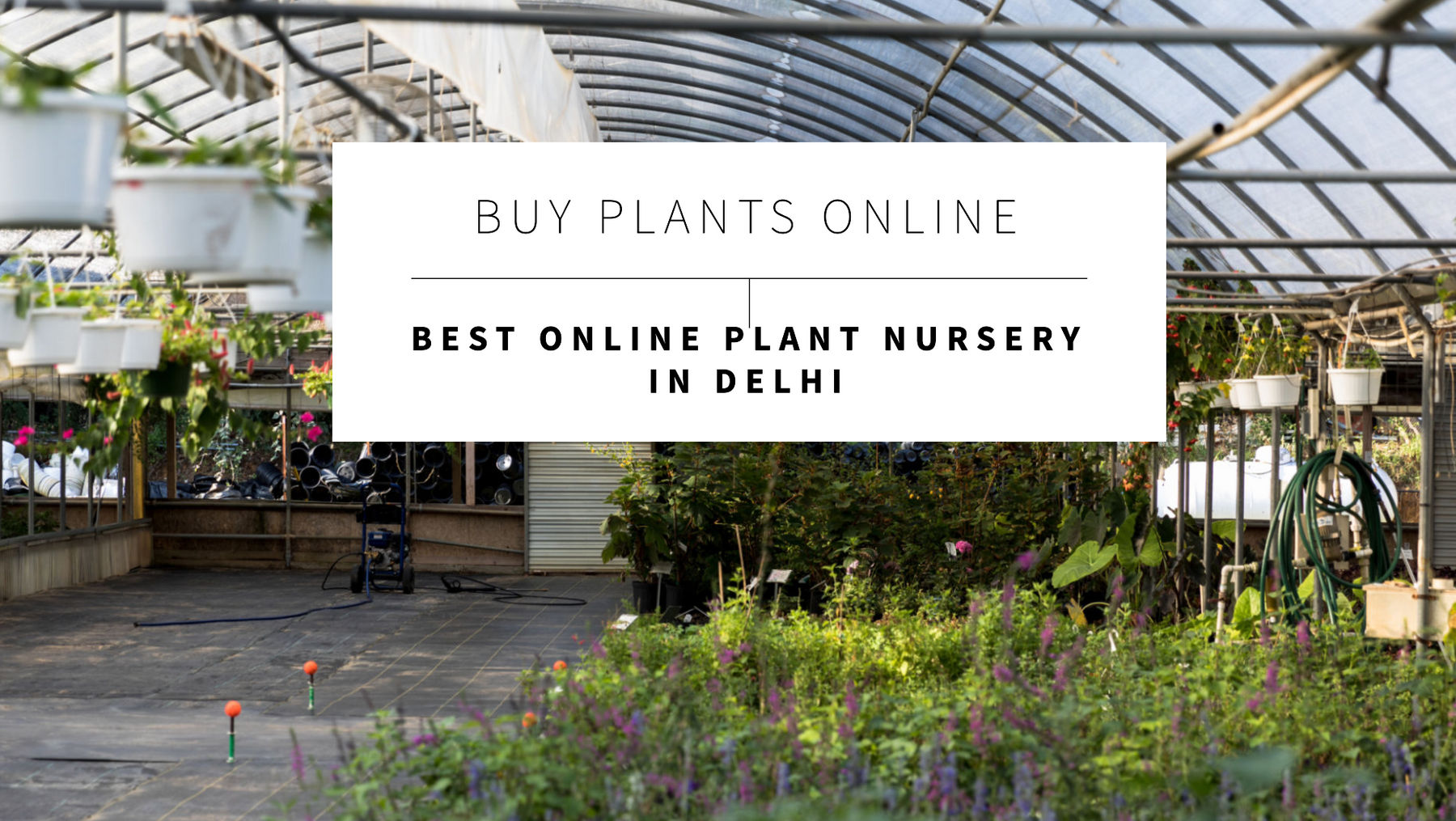 Buy Plants Online: Best Online Plant Nursery in Delhi