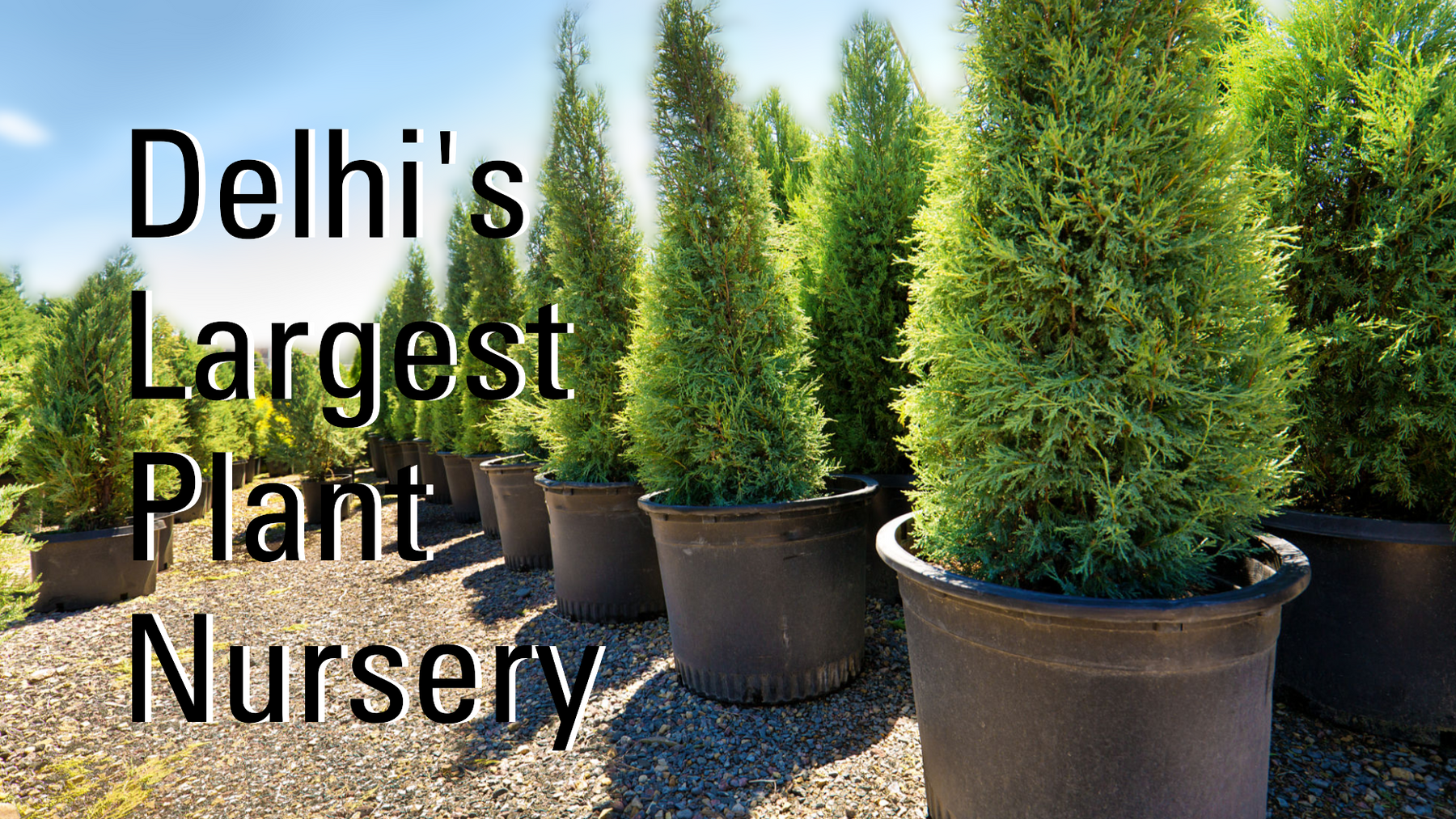 The Biggest Plant Nursery in Delhi for Bulk Orders