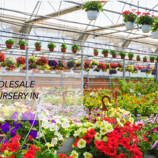 Your Guide to the Best Wholesale Plant Nursery in Delhi with Price List