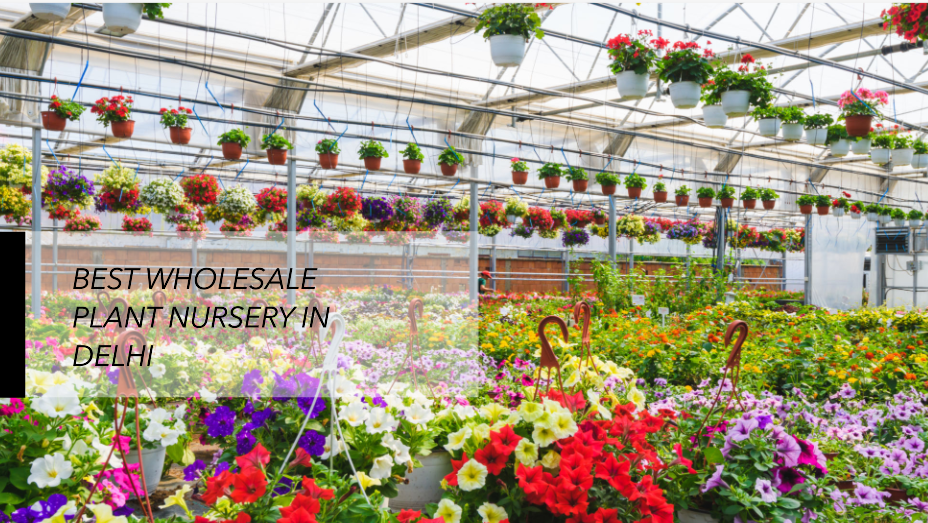 Your Guide to the Best Wholesale Plant Nursery in Delhi with Price List
