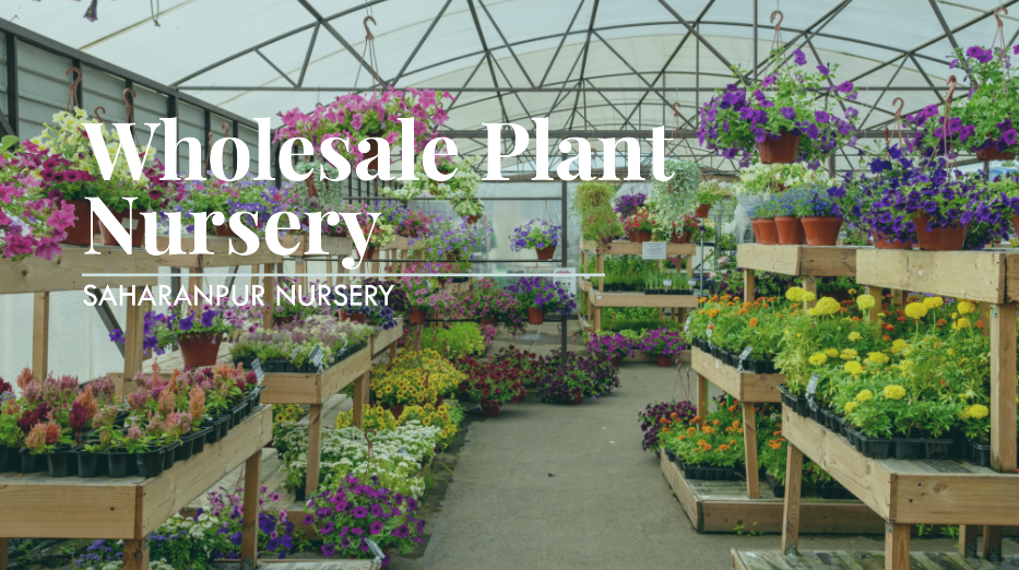 Top Wholesale Plant Nursery in Delhi with Delivery Services
