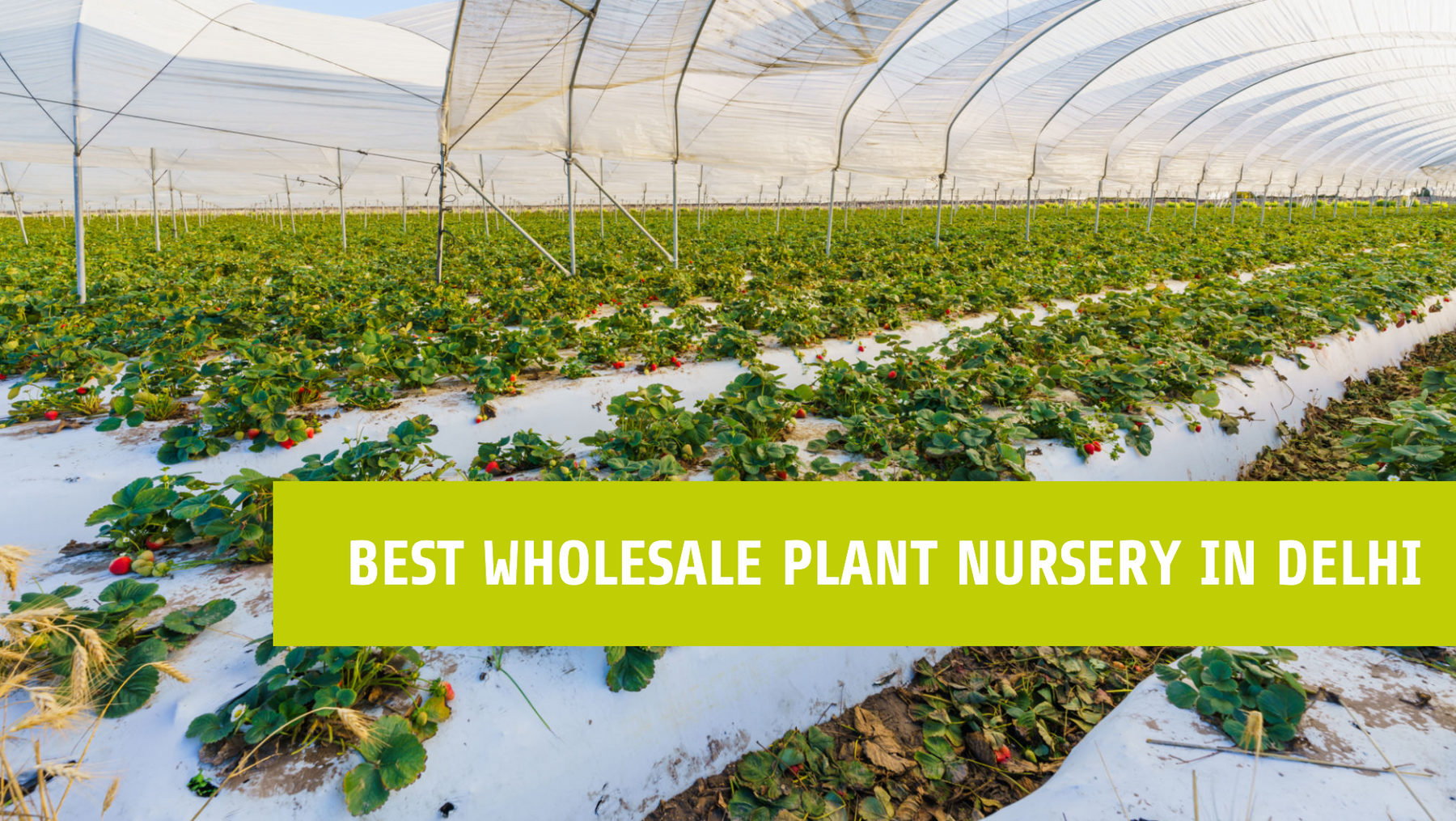 Best Nursery in Delhi: Saharanpur Nursery’s Recommendations