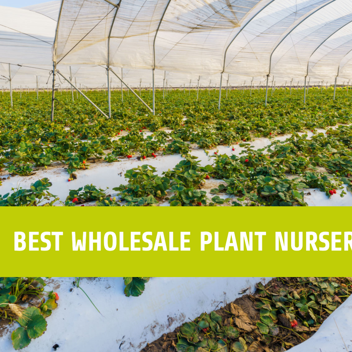 Best Nursery in Delhi: Saharanpur Nursery’s Recommendations