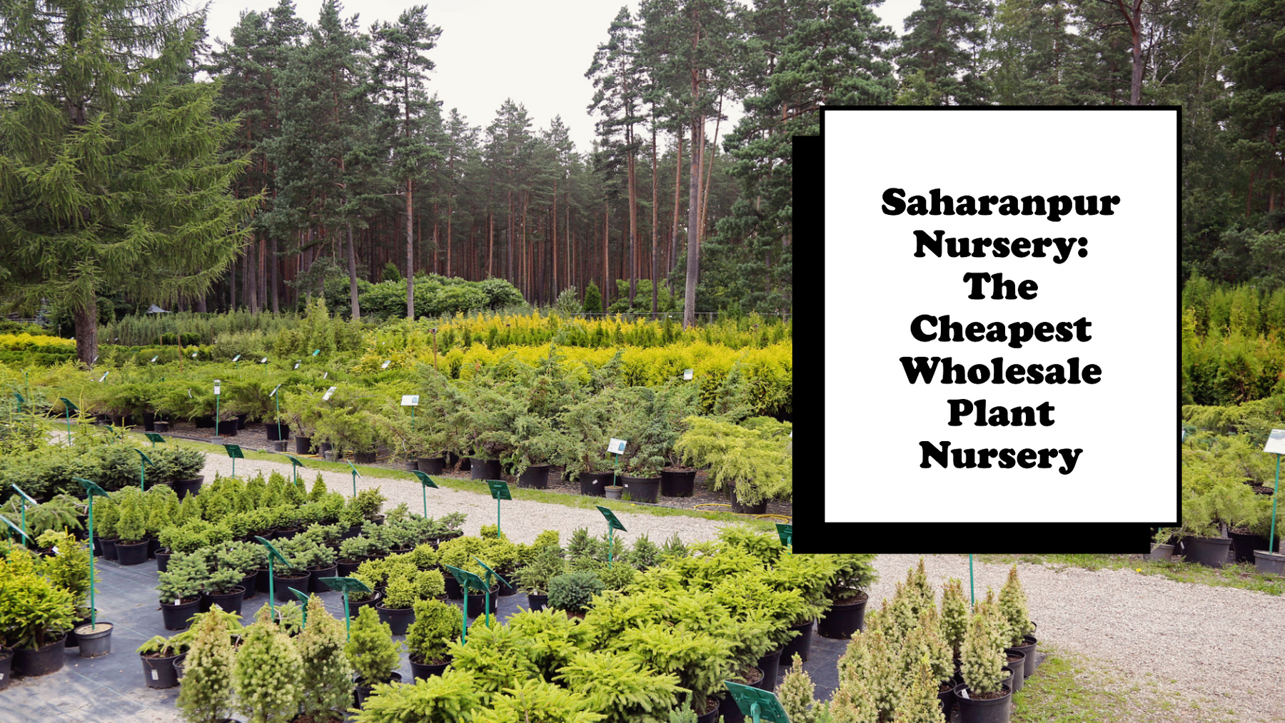 Why Saharanpur Nursery Is the Cheapest Wholesale Plant Nursery in Delhi