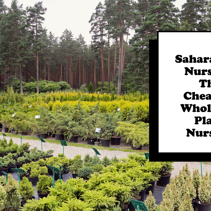 Why Saharanpur Nursery Is the Cheapest Wholesale Plant Nursery in Delhi