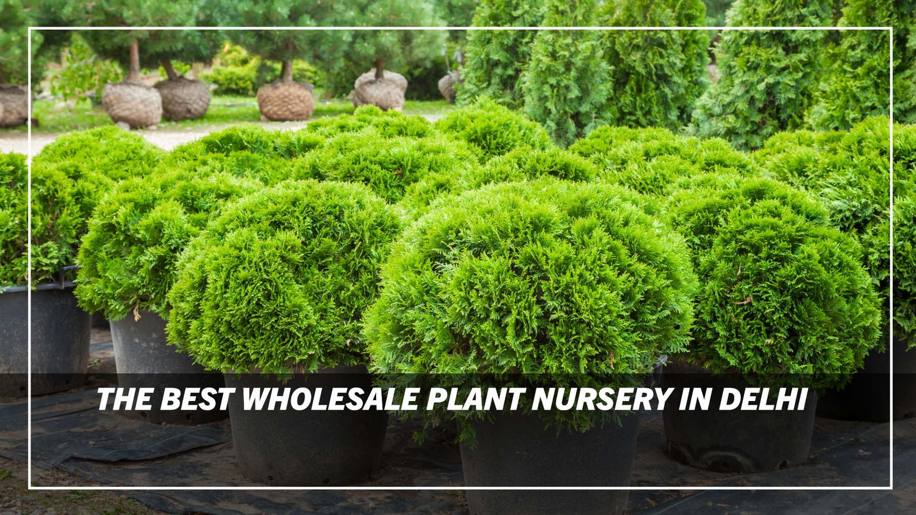 Best Wholesale Plant Nursery in Delhi for Landscaping Projects