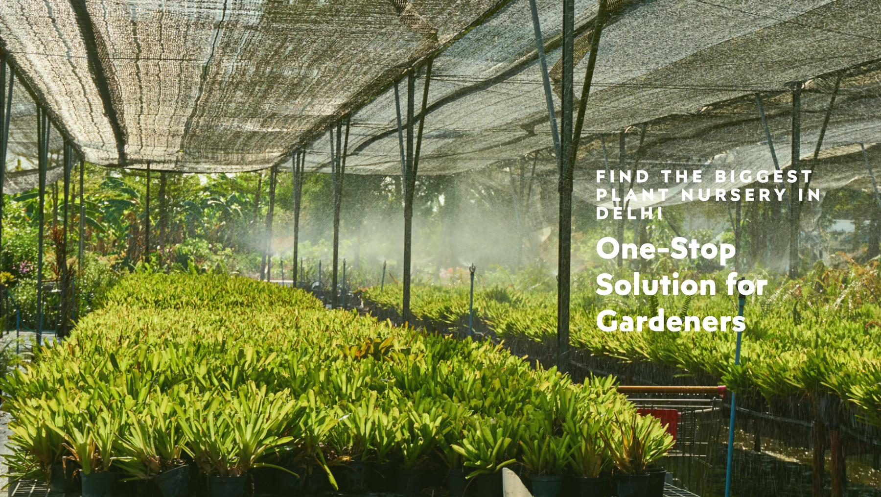 Biggest Plant Nursery in Delhi: A One-Stop Solution for Gardeners