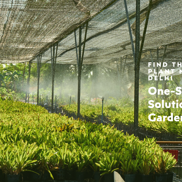 Biggest Plant Nursery in Delhi: A One-Stop Solution for Gardeners