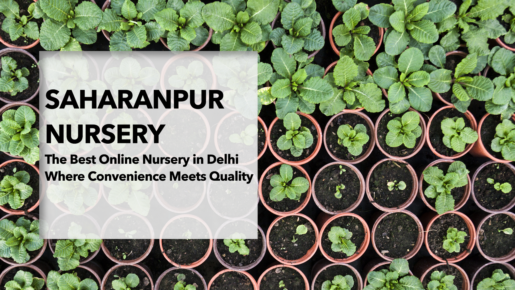 Online Plant Nursery in Delhi: Convenience Meets Quality