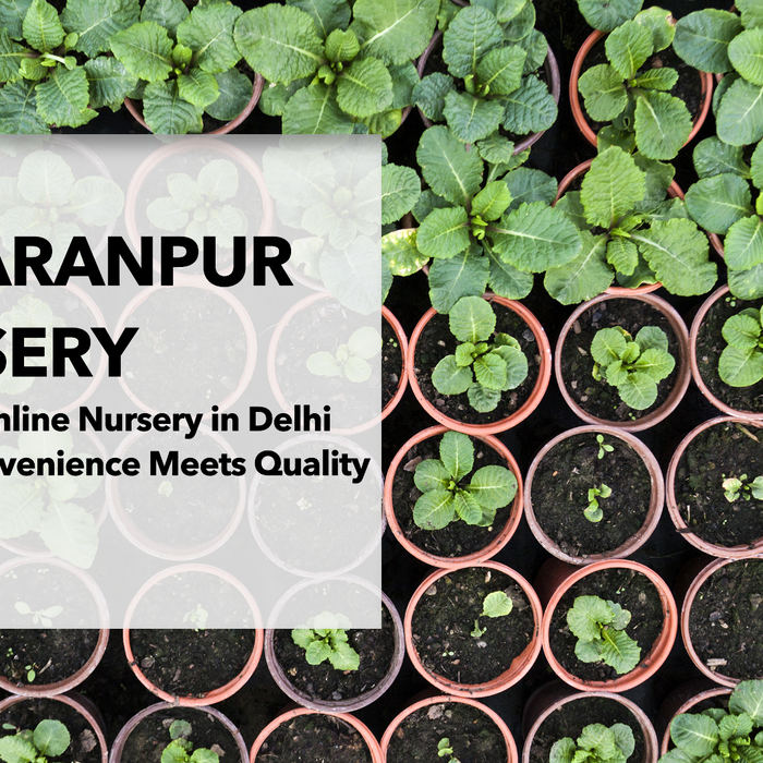 Online Plant Nursery in Delhi: Convenience Meets Quality