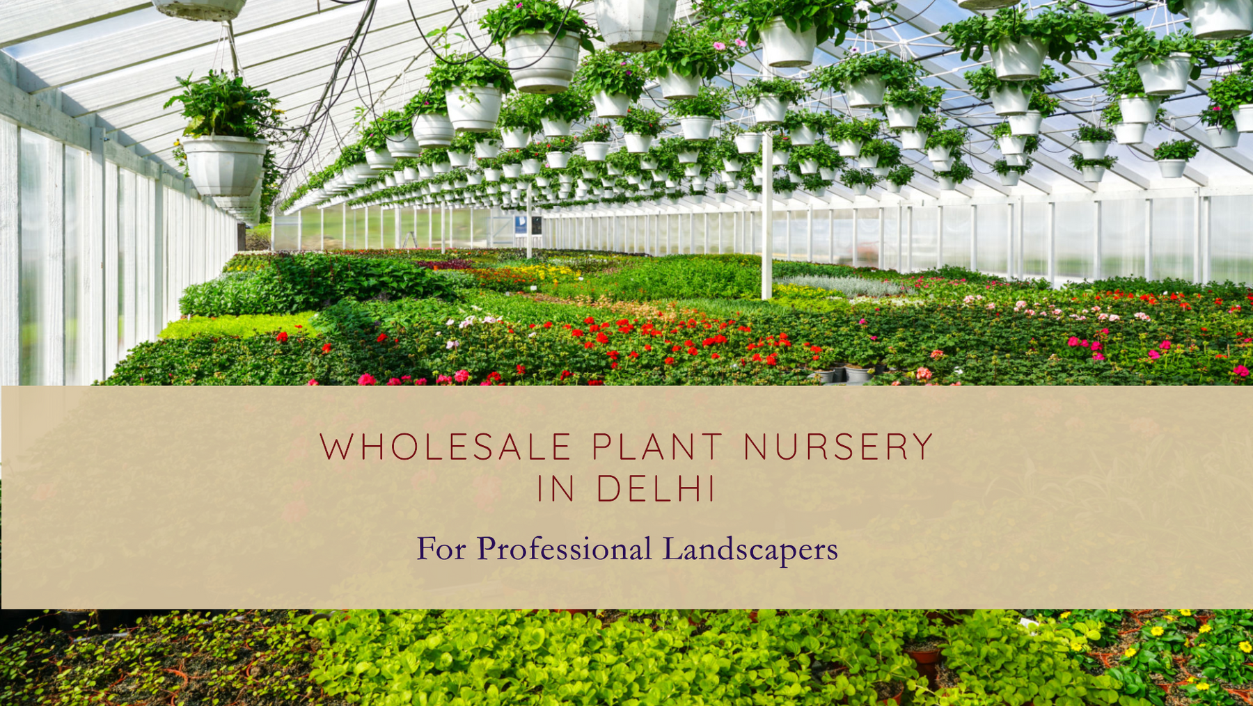 Best Wholesale Plant Nursery in Delhi for Professional Landscapers