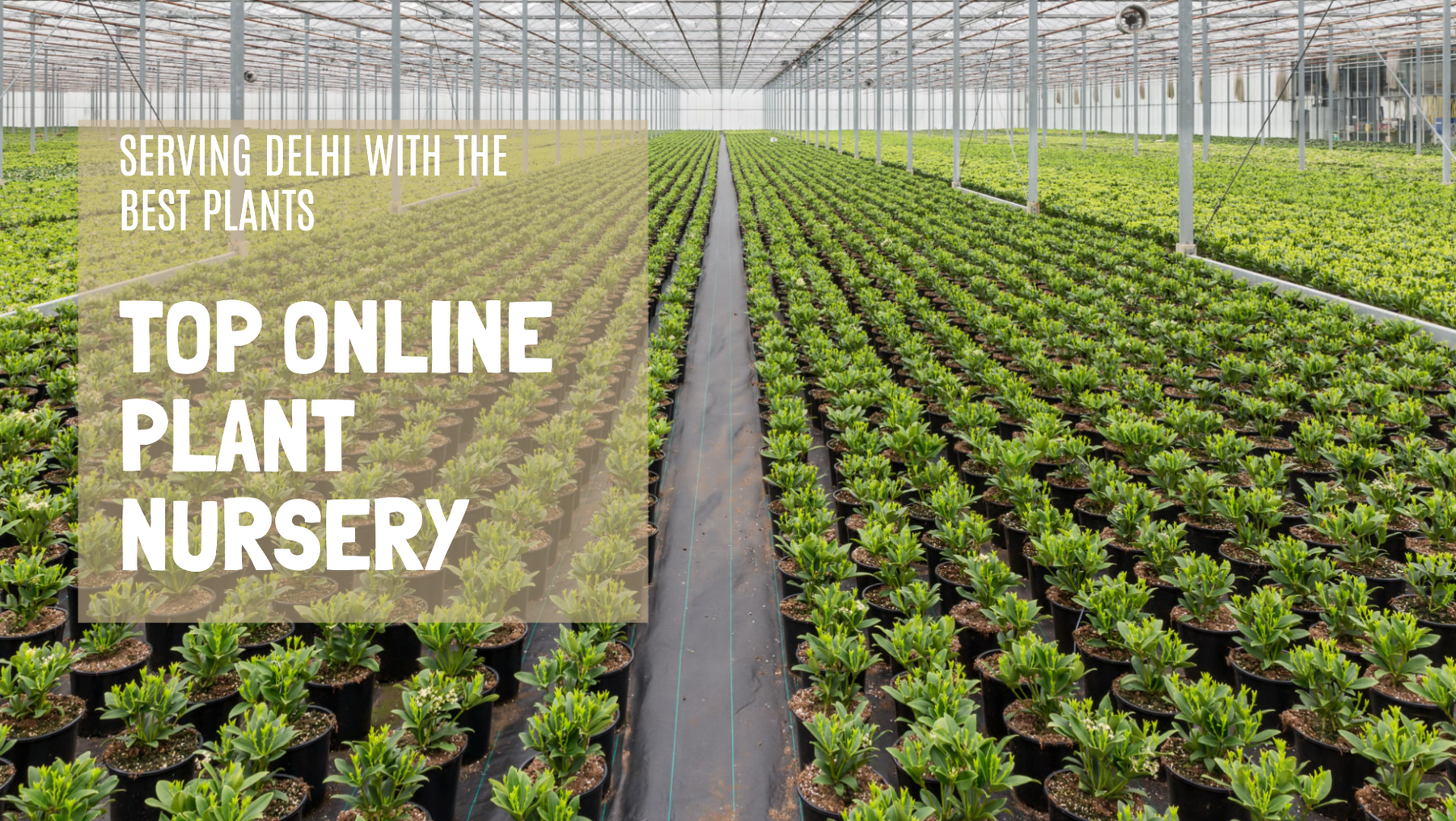 Saharanpur Nursery: Top Online Plant Nursery in Delhi