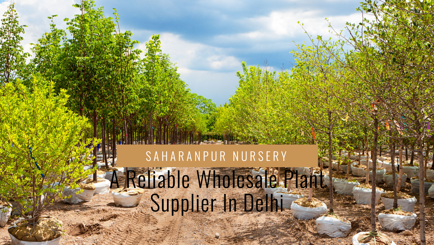 Delhi’s Most Reliable Wholesale Plant Supplier for Bulk Plants
