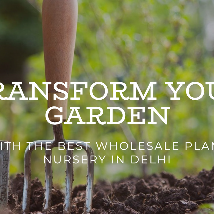 Transform Your Garden with the Best Wholesale Plant Nursery in Delhi