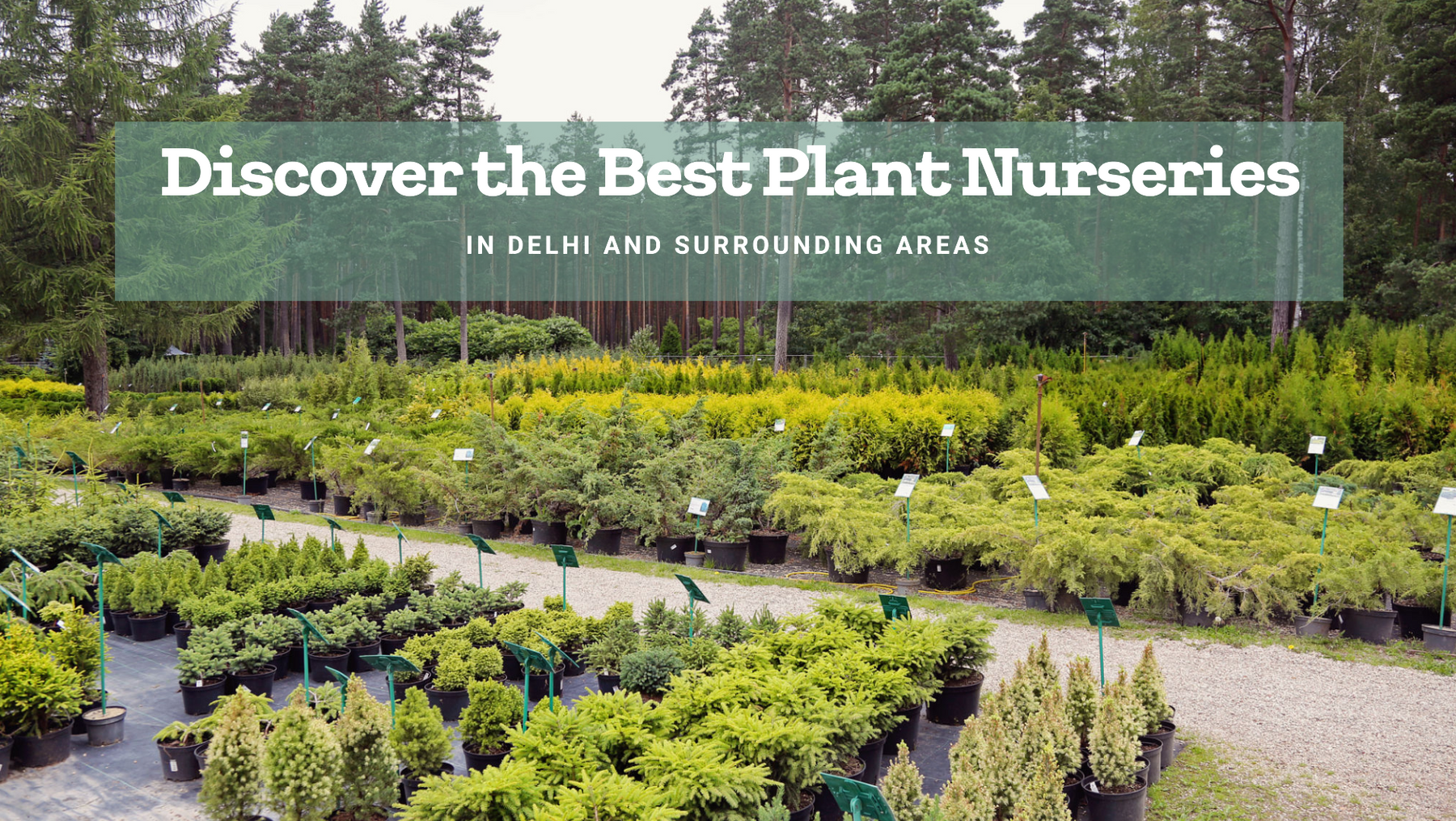 Plant Nursery in Delhi: Explore the Best Options Near You
