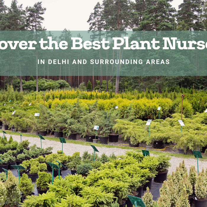 Plant Nursery in Delhi: Explore the Best Options Near You