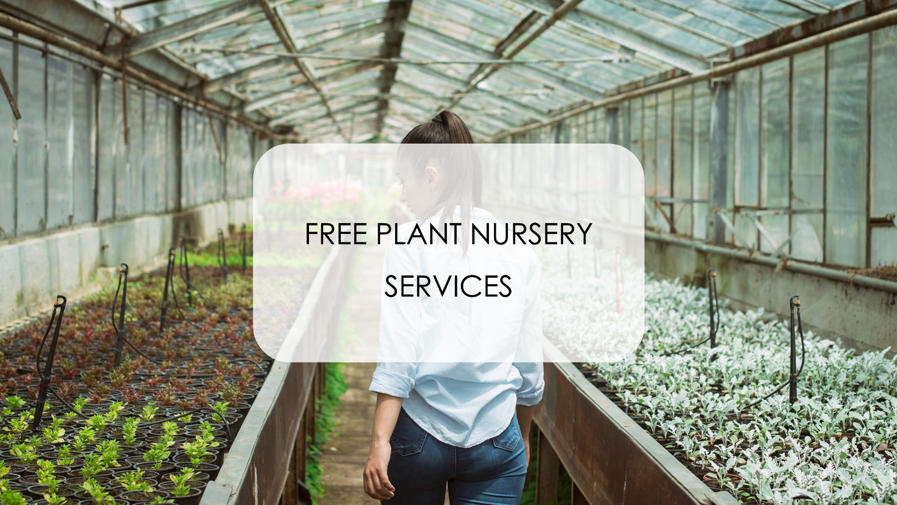 Where to Find Free Plant Nursery Services in Delhi