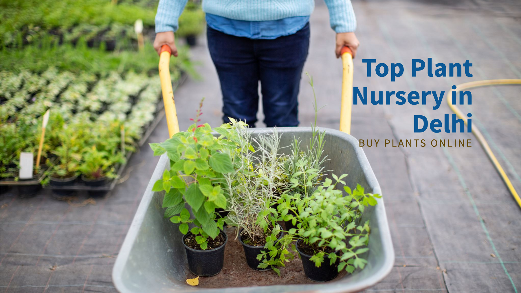 Buy Plants Online from the Top Plant Nursery in Delhi
