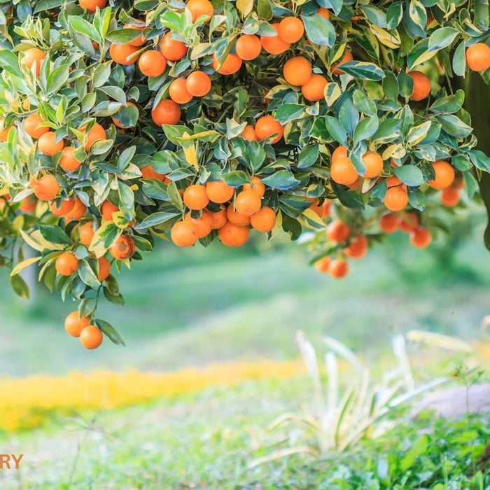 10 Best Fruit Trees to Grow in Your Home Garden